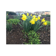 20th Mar 2024 - Daffodils