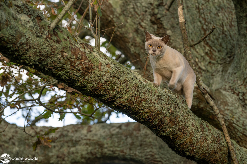 The Oak Tree Climber by yorkshirekiwi