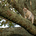 The Oak Tree Climber