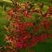 spindle berry tree