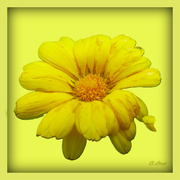 27th Mar 2024 - Marigold - yellow