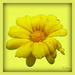 Marigold - yellow by beryl
