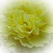 Yellow carnation...