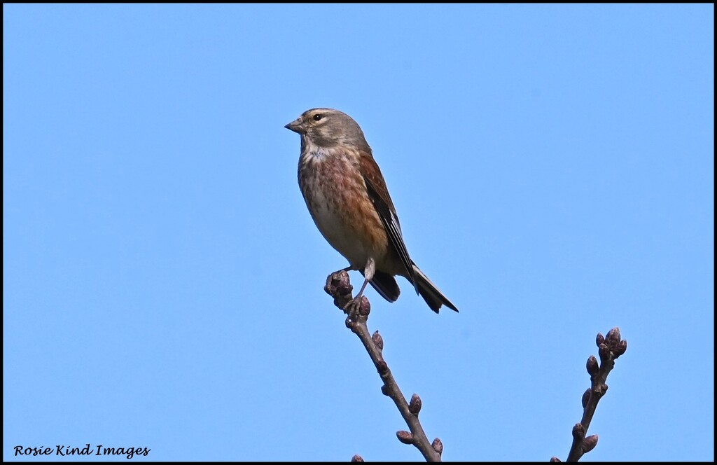 I saw this lovely linnet today by rosiekind