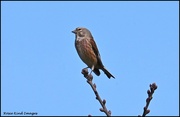 27th Mar 2024 - I saw this lovely linnet today