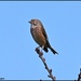 I saw this lovely linnet today by rosiekind
