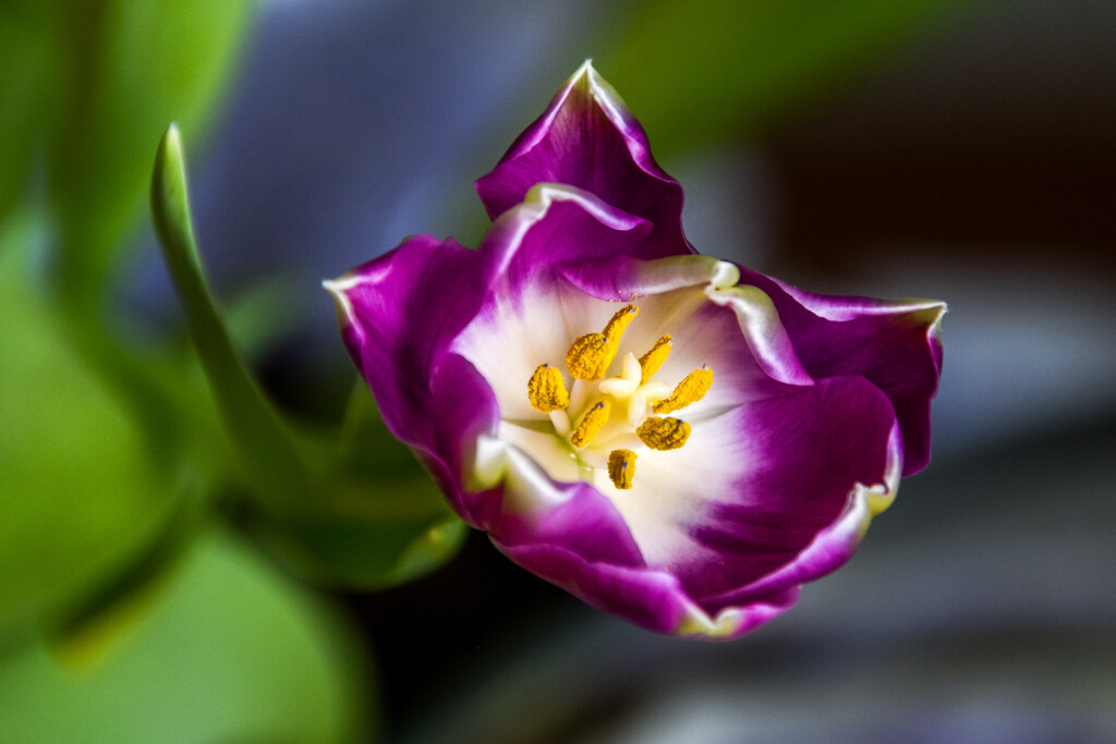 Tulip by danette