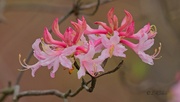 27th Mar 2024 - LHG_8633 Pink wild azalea bloom
