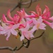 LHG_8633 Pink wild azalea bloom