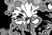 27th Mar 2024 - psychedelic daisy