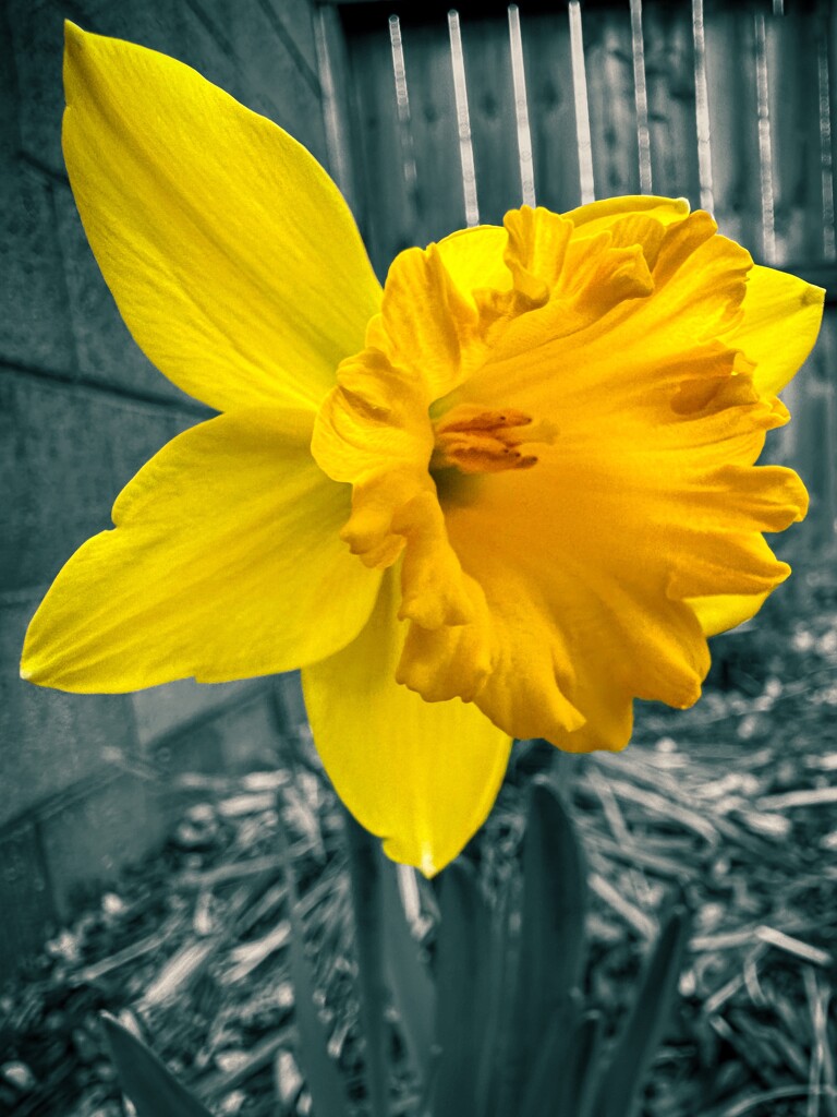 Yellow Daffodil by shutterbug49