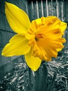 27th Mar 2024 - Yellow Daffodil