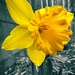 Yellow Daffodil by shutterbug49