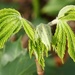 Horse Chestnut by fishers
