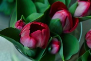 26th Mar 2024 - 3 26 Tulips