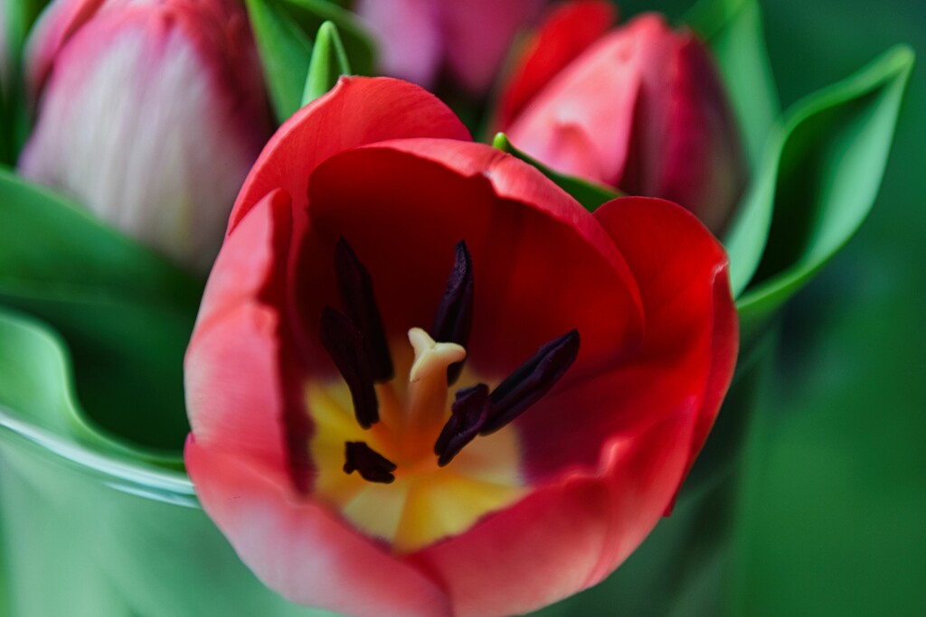 3 26 Tulip bloom by sandlily