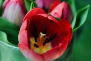 26th Mar 2024 - 3 26 Tulip bloom