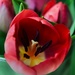3 26 Tulip bloom by sandlily