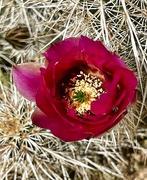 26th Mar 2024 - 3 26 Strawberry Hedgehog Cactus flower