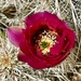 3 26 Strawberry Hedgehog Cactus flower by sandlily