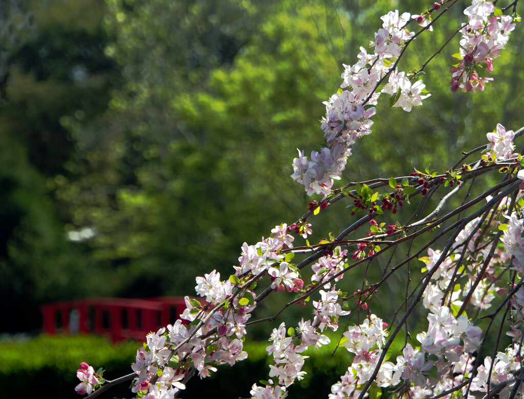 Cherry Blossoms in the Arboretum by granagringa