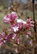 27th Mar 2024 - Flowering shrub. 