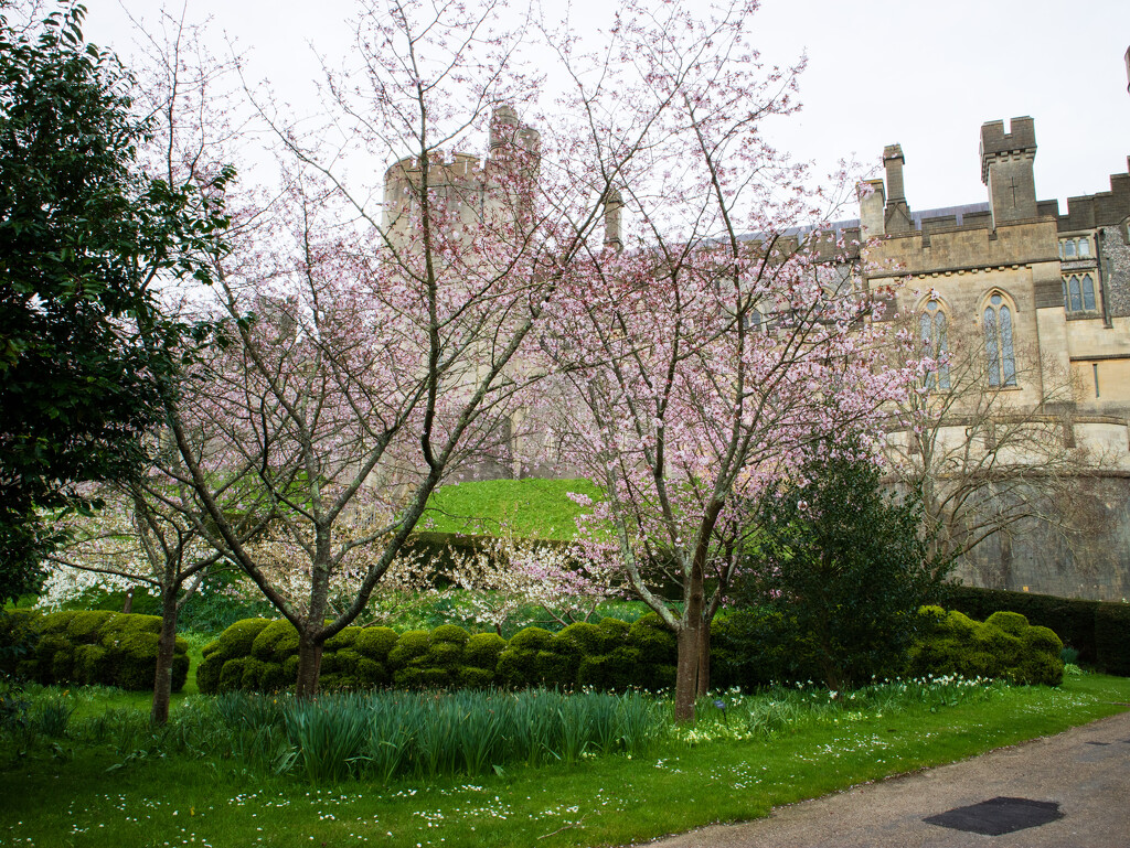 Arundel Castle with cherry trees  by josiegilbert