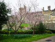 25th Mar 2024 - Arundel Castle with cherry trees 