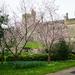 Arundel Castle with cherry trees 