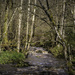Stream at Burnmouth by helenhall