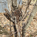 Tree bark by larrysphotos