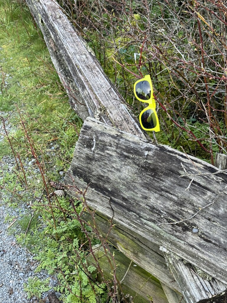 Yellow Sunglasses  by horter