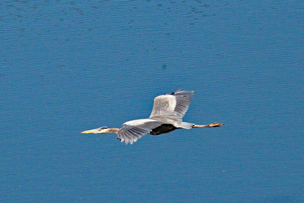 March 21 Heron Gliding IMG_8746AAA by georgegailmcdowellcom