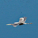 March 21 Heron Gliding IMG_8746AAA by georgegailmcdowellcom