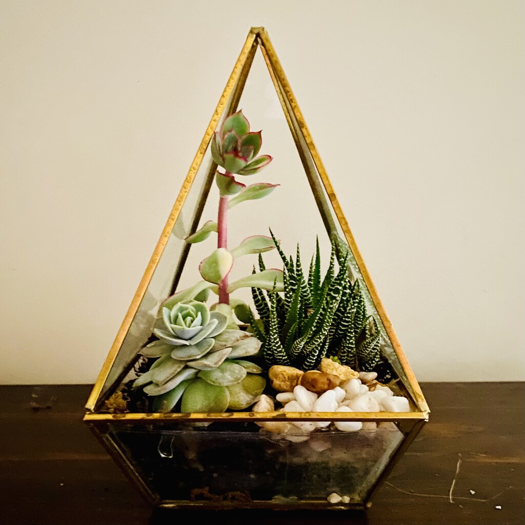 Succulent terrarium by mtb24