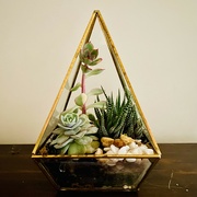 27th Mar 2024 - Succulent terrarium