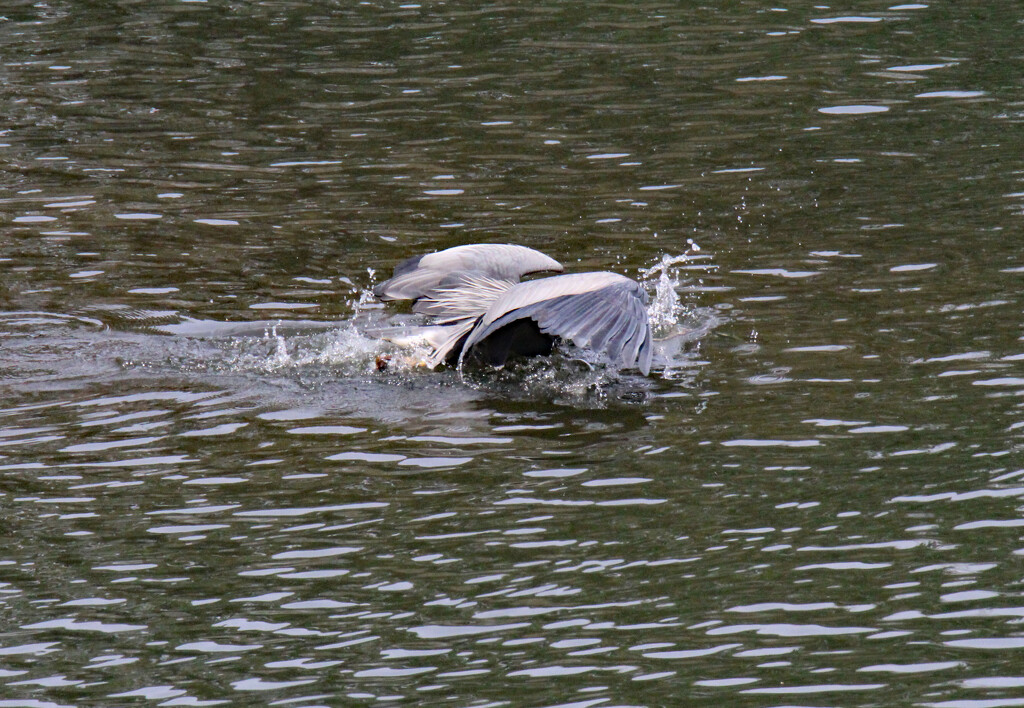 March 25 Heron Diving For Fish IMG_8770AAA by georgegailmcdowellcom