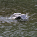 March 25 Heron Diving For Fish IMG_8770AAA by georgegailmcdowellcom