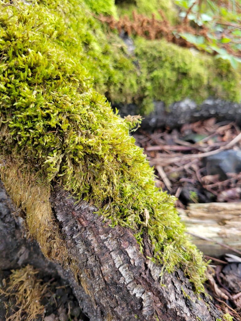 Mossy Tree Root by kimmer50