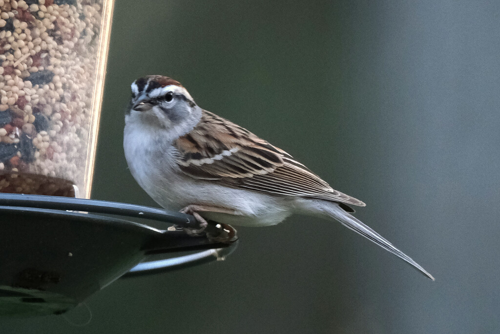Chipping Sparrow by lsquared