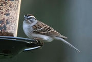 27th Mar 2024 - Chipping Sparrow
