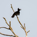 Amazonian Umbrellabird by nicoleweg