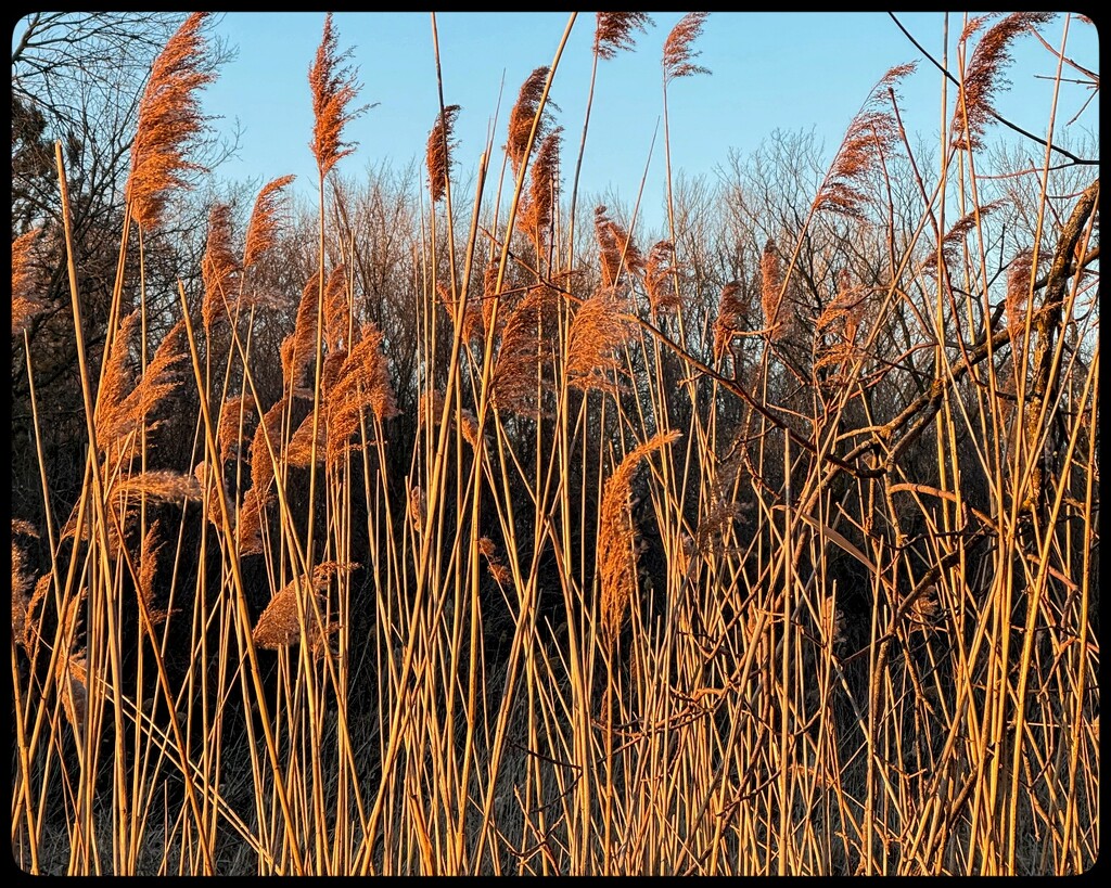 Sun Setting Brings Gold to the Reeds by eahopp