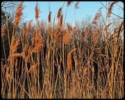 27th Mar 2024 - Sun Setting Brings Gold to the Reeds