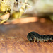 Black Caterpillar by yorkshirekiwi