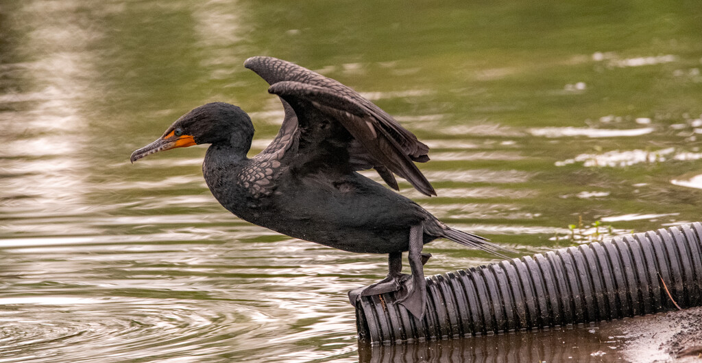 Cormorant About to Jump! by rickster549