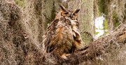 27th Mar 2024 - Great Horned Owl!