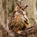 Great Horned Owl!