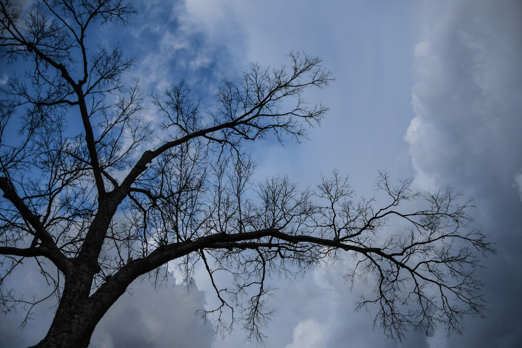 Tree and Sky Collide by kareenking