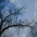 Tree and Sky Collide by kareenking